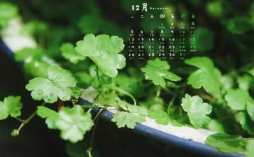 中班12月的工作计划5篇