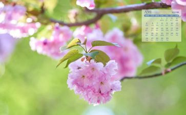4月爱国卫生月总结8篇