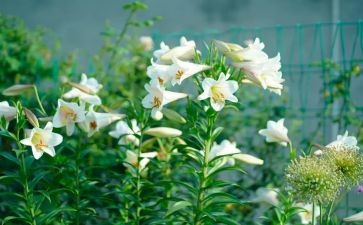 百合花教案7篇