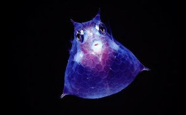 八上生物教案8篇