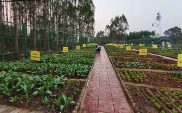 蔬菜歌的教案参考7篇