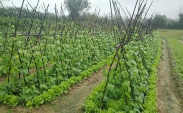 湘菜厨师自我鉴定5篇