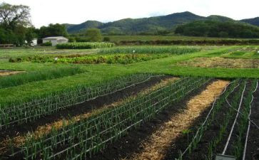 菜园教学反思通用7篇