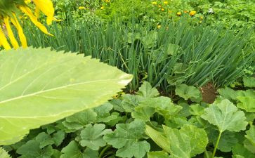 菜园教学反思5篇