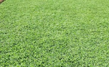 珍爱生命远离烟草演讲稿5篇