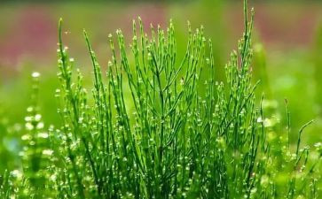 蒙草励志奖学金申请书优质5篇