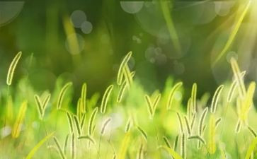 《野草》雪的读后感通用6篇