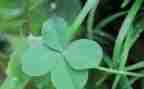 爱护花草演讲稿5篇