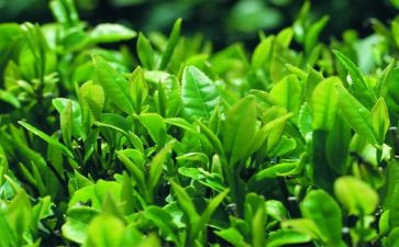 茶活动致辞稿模板8篇