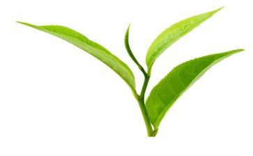 幼儿园茶主题活动方案推荐6篇