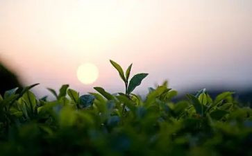 茶心得体会500字8篇