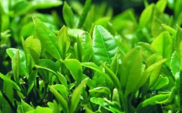 关于茶的教案精选6篇