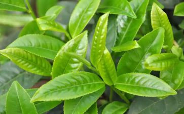 藏茶企业述职报告最新5篇