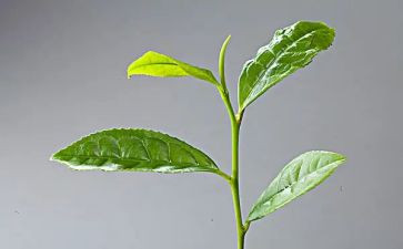 奶茶策划方案范文7篇