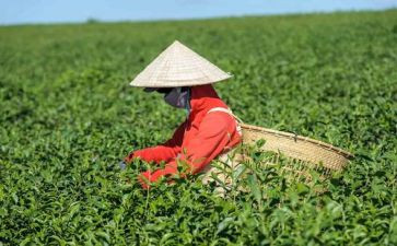 关于茶的教案8篇