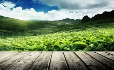 茶经心得体会300字推荐5篇