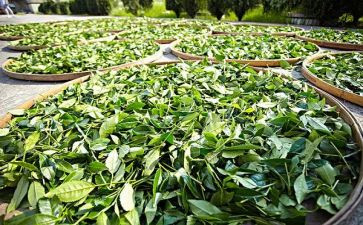 关于茶的教案最新8篇