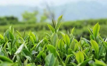藏茶企业述职报告5篇