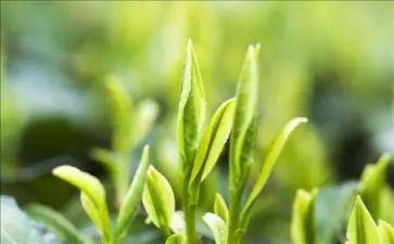 茶活动致辞稿最新6篇