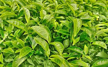 茶经心得体会300字通用7篇