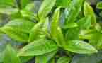 藏茶企业述职报告最新5篇