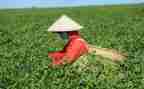 关于茶的教案8篇