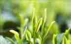 茶活动致辞稿最新6篇