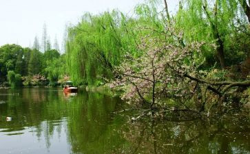 春节活动方案春节活动方案8篇
