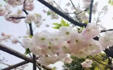 听青春期讲座心得体会8篇