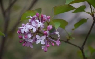 丁香节教案6篇