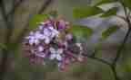 丁香节教案6篇