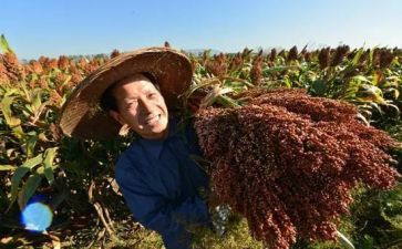 红高粱观后感600字6篇
