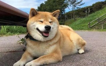 小狗的房子的读后感5篇