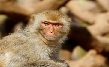 小猴卖o教案6篇
