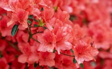 《雪绒花》音乐课教案精选7篇