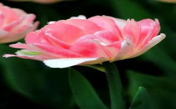 零花钱调研报告8篇