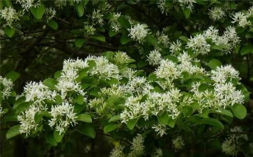 花致辞稿最新5篇