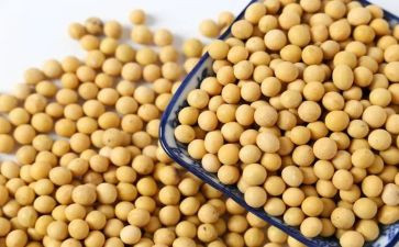 炒黄豆教案5篇
