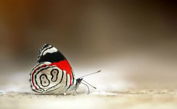 音乐花蝴蝶教案8篇