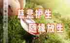 保护生态文明作文5篇