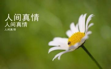 关于真情的作文通用5篇