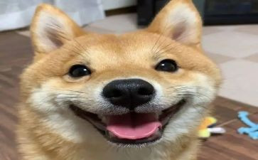 我开心作文500字最新7篇