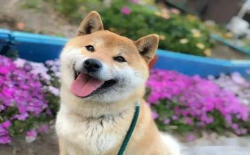 我开心作文500字优秀8篇
