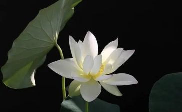 有关莲的演讲稿7篇