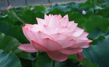 有关莲的演讲稿推荐7篇