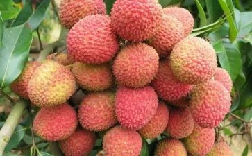 游荔枝湾作文6篇