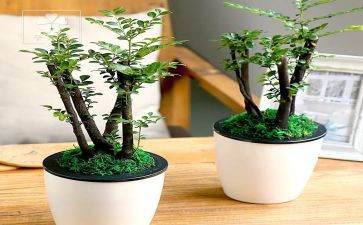 绿化建设工作计划7篇