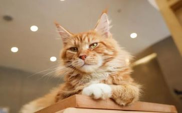 两只猫教案7篇