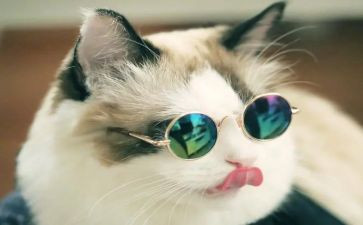 花猫和老鼠教案8篇