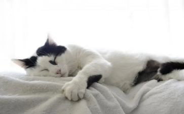 电脑里的猫作文精选7篇